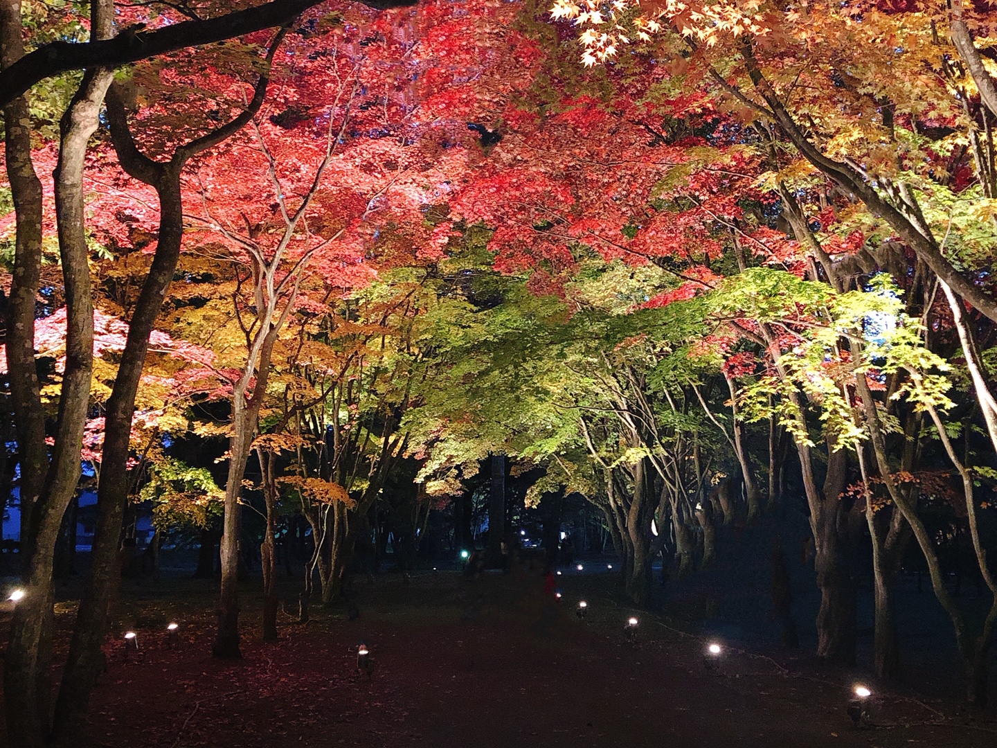 香雪園の紅葉 函館の建設会社 アーニストホーム